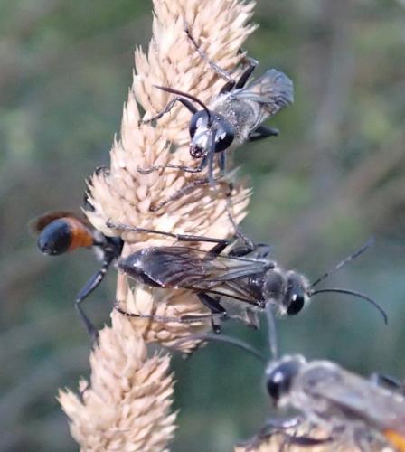 Sphex funerarius
